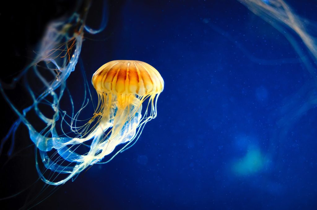 las medusas aprenden como los humanos