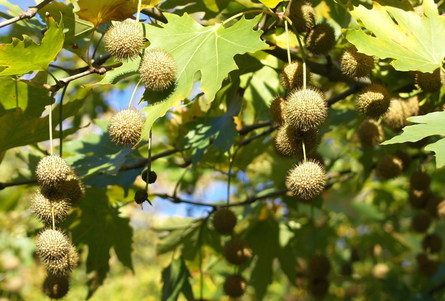 Plátano oriental.