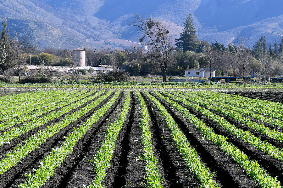 Indap invertirá más de 8.000 millones en cultivos tradicionales