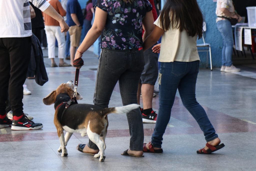 Perritos constitucionales