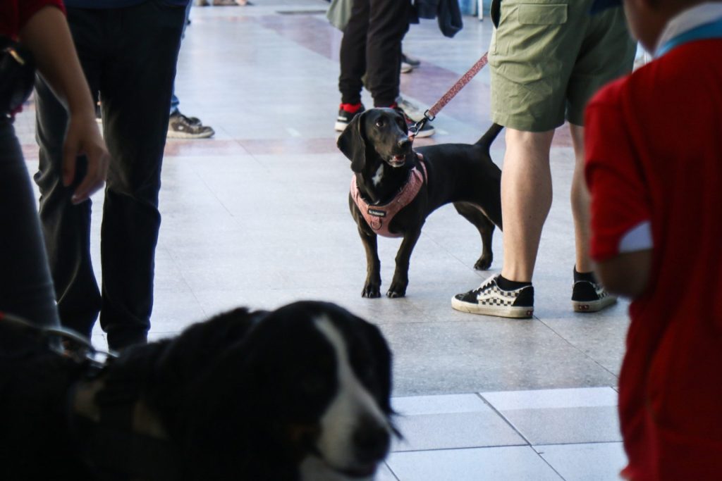 Perritos constitucionales