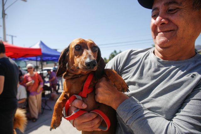 Disfruta el verano sin tu perro estresado