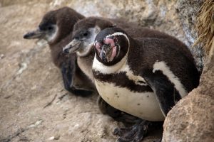 Esta semana, se han registrado los primeros decesos ocasionados por la gripe aviar en la población de pingüinos antárticos. El virus, conocido por ser letal en aves y algunos mamíferos, ha afectado a dos especies en particular: el pingüino rey y los pingüinos papúa.