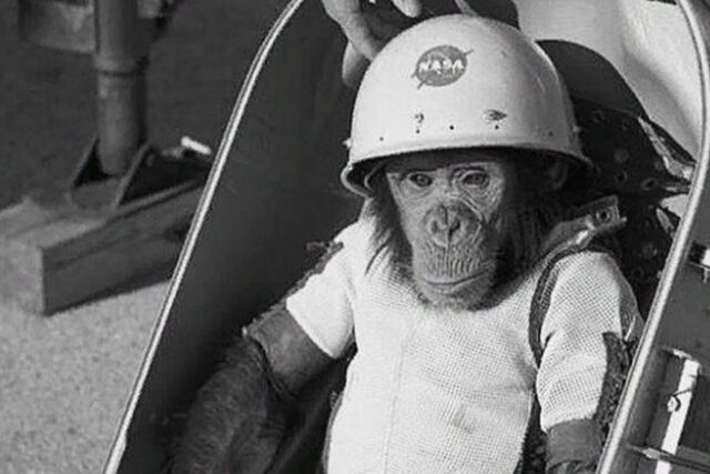 Hace 63 años, el 31 de enero de 1961, el chimpancé Ham se convirtió en el primer primate en sobrevivir a un viaje espacial, brindando esperanzas a Estados Unidos para llevar a los astronautas más allá de la atmósfera terrestre.