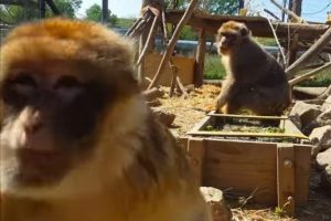 monos experimentación