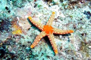 Se ha registrado un fenómeno inusual en la playa Punta de Lobos, ubicada en la región de O'Higgins. En donde se observa una extensa varazón de estrellas de mar en el lugar.