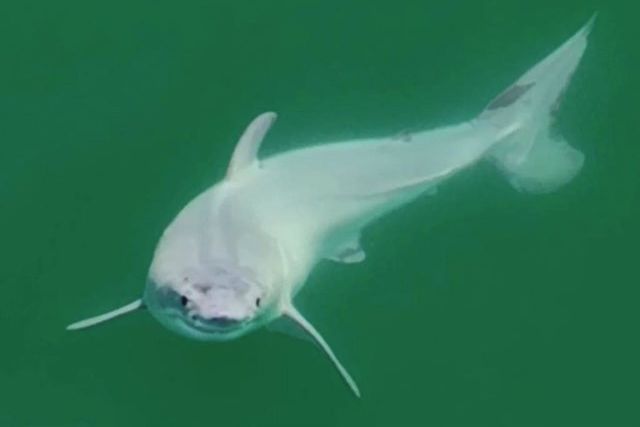 Aunque ya se han avistado previamente tiburones blancos juveniles, este evento representa la primera vez en la que se ha capturado prácticamente en directo el nacimiento de un tiburón.