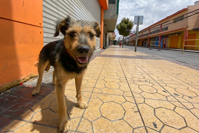 El alcalde de la municipalidad de San Pedro de Atacama, Justo Zuleta, ha planteado la preocupación sobre la presencia de alrededor de 4.500 perros callejeros en la comuna.