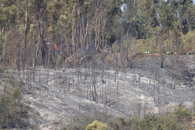 Impactante fue la devastación dejada tras el incendio que consumió el Jardín Botánico de Viña del Mar, un recinto histórico que sufrió pérdidas del 90 por ciento de su estructura a causa de las llamas.