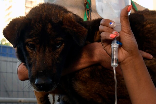 A raíz de la catástrofe que está impactando a varias comunas de Valparaíso, no solo las personas están sufriendo las consecuencias del fuego