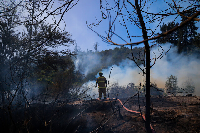 Tras el devastador incendio que afectó al Jardín Botánico de Viña del Mar, diversas iniciativas han confirmado su compromiso para contribuir a la recuperación del área afectada.