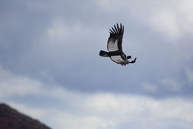 Científicos y zoólogos pertenecientes a siete organizaciones llevaron a cabo la liberación de cuatro cóndores andinos en el sur de Chile el pasado jueves, como parte del Proyecto Manku, una iniciativa destinada a la conservación de esta emblemática ave en el país.