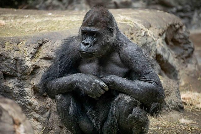 Koga, un imponente gorila de espalda plateada de las tierras bajas occidentales (Gorilla gorilla), habitante del Zoológico de Buffalo en Nueva York, Estados Unidos, ha fallecido a los 36 años debido a complicaciones cardíacas.