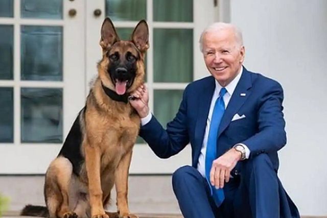 Desde hace varios meses, Commander, el perro del presidente Joe Biden, ya no reside en la Casa Blanca. Sin embargo, recientemente se ha revelado, según documentos internos de los servicios secretos de EE.UU., que el animal ha protagonizado al menos 24 incidentes de mordeduras hacia el personal de esta institución.