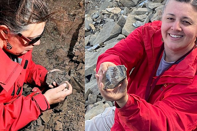 Investigadores de Chile y Argentina han hecho un descubrimiento notable al desenterrar nuevas especies vegetales del Cretácico superior, período en el cual los dinosaurios aún deambulaban por lo que hoy conocemos como la Patagonia chilena.
