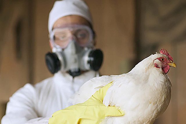 Por primera vez, investigadores del Centro de Biología Molecular Severo Ochoa del Consejo Superior de Investigaciones Científicas (CSIC) de España han detectado la presencia del virus altamente patógeno de la gripe aviar en ejemplares de aves muertas halladas en la Antártida.