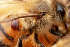 Se trata de un líquido innovador de origen vegetal que ha sido debidamente registrado en la Oficina de Propiedad Intelectual del Reino Unido, y lograría proteger a las abejas de los insecticidas.