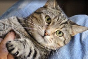 gato incendio