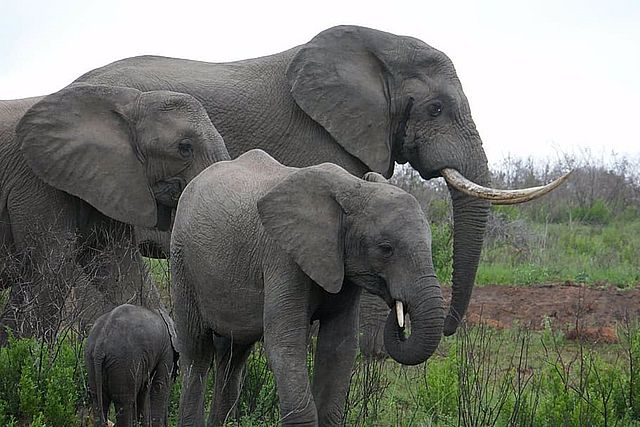 El primer informe alarmante de la ONU sobre el estado de la fauna migratoria a nivel mundial resalta una situación crítica: la rápida disminución de las especies animales migratorias y el creciente peligro de extinción a escala global.