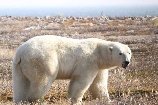 Es improbable que los osos polares logren adaptarse a períodos estivales más prolongados. El aumento en el tiempo que pasan en tierra firme conlleva un mayor riesgo de inanición para estos icónicos habitantes del Ártico.