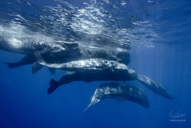 Orcas en apuros: Cachalotes tienen táctica para evitar ser cazadas