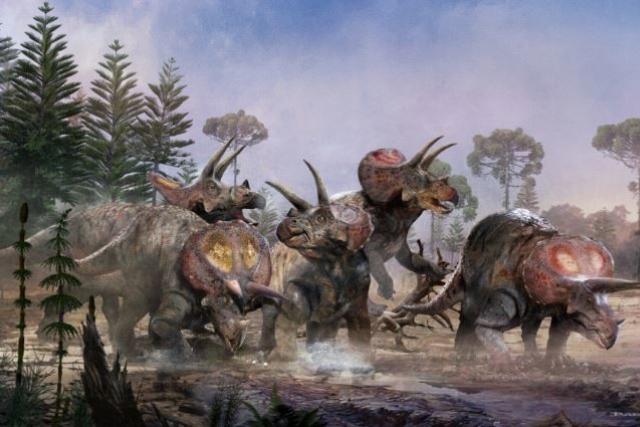 El triceratops no era un dinosaurio solitario