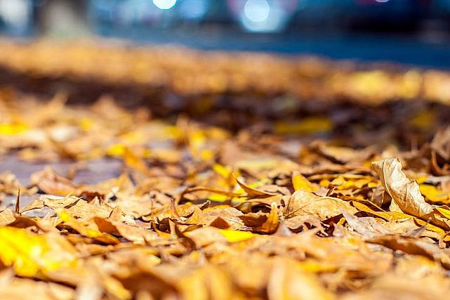 Este 20 de marzo marca el inicio del primer equinoccio del año, el cuál da inicio al otoño un momento significativo en el calendario astronómico. Sin embargo, para algunas personas, estos cambios estacionales no son necesariamente bienvenidos en su vida cotidiana.
