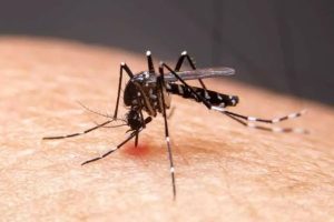 mosquitos Islandia