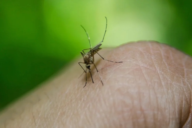 Tres casos de dengue en la región de Coquimbo