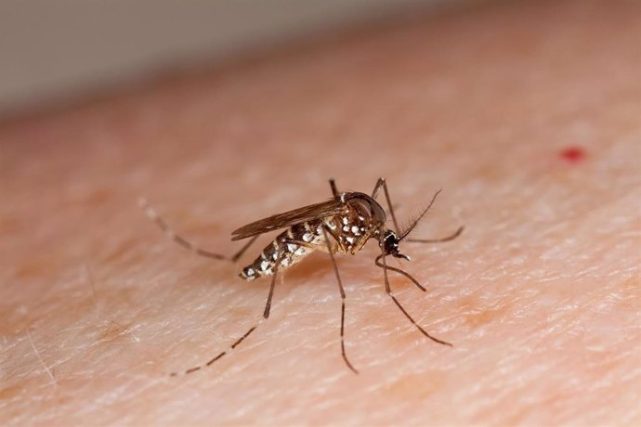 Casos de dengue en Chile alcanzan los 282