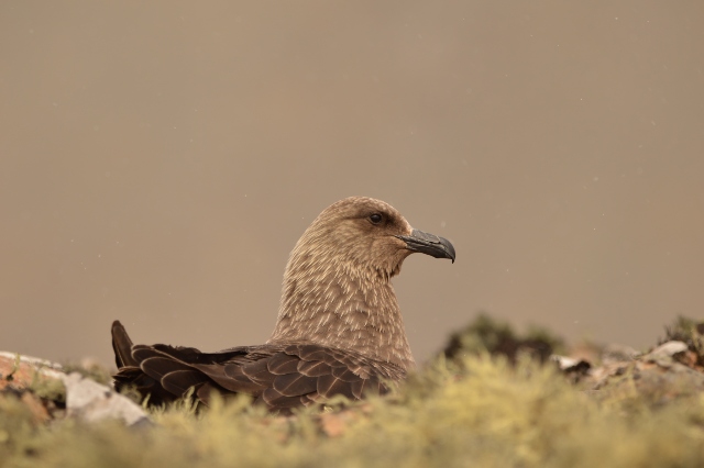 Chile detecta casos positivos de gripe aviar en pingüinos, cormoranes y skuas en la Antártica