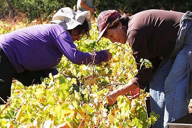 Representantes de viñateros de Ñuble y del Maule denuncian irregularidades en el mercado de la uva y el vino ante la comisión de Agricultura de la Cámara de Diputados.
