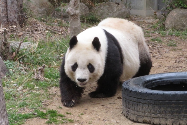 Fallece Tan Tan, la panda más longeva de Japón
