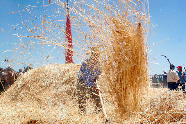 Agricultores solicitan que se investigue el valor del trigo