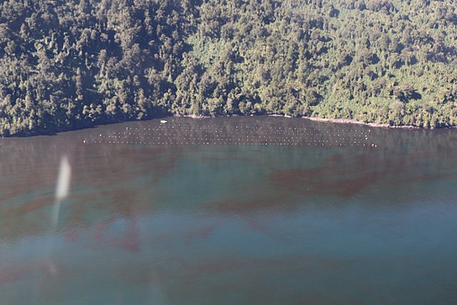 Recientemente, se ha detectado un nuevo episodio de Floración Nociva de Algas (FANs) en la región chilena de la Patagonia, específicamente en Hornopirén, ubicado en la región de Los Lagos.