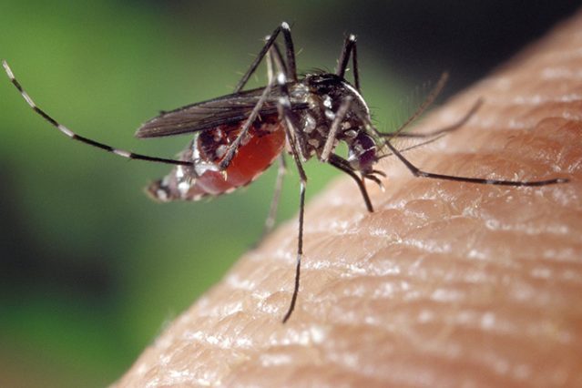 En terminal de Los Andes encontraron mosquito del dengue