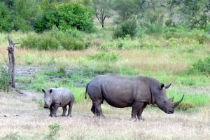 Rinocerontes en Sudáfrica: Utilizan collares con IA para protegerlos