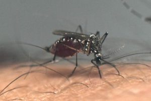dengue Rapa Nui