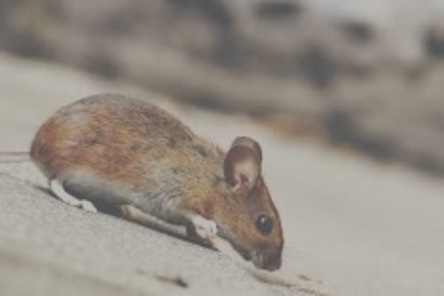 Los Ríos: Prohíben funcionamiento de colegios por presencia de ratones