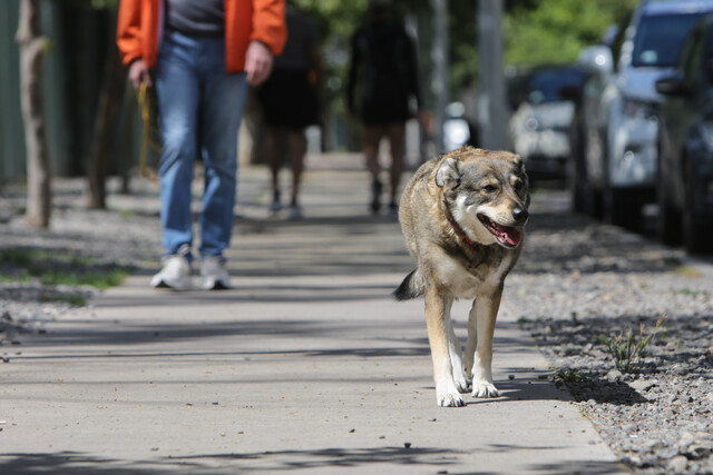 24 personas han muerto por ataques de perros en Chile