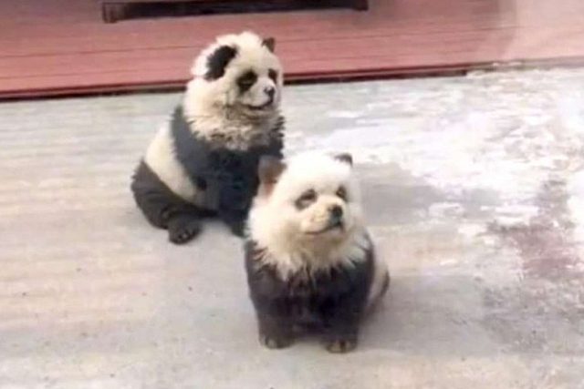 Los visitantes que llegaban al Zoológico de Taizhou, ubicado en la provincia de Jiangsu, China, se sorprendieron al observar a dos animales que, aunque anunciados como pandas, no se parecían en nada a los icónicos osos de esta especie.