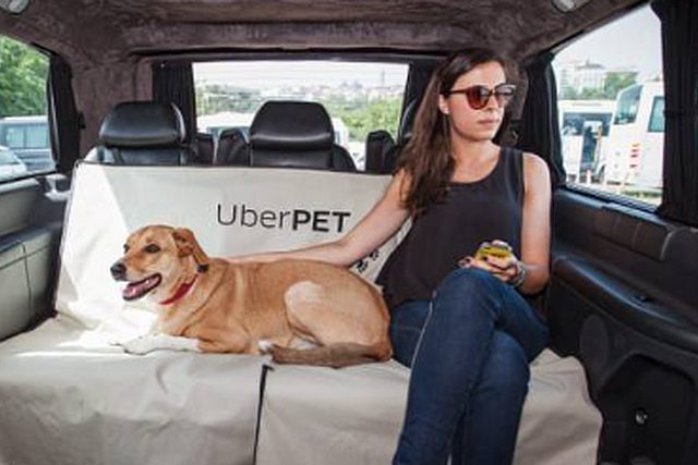 Uber ha lanzado su innovador servicio "Uber Pet" en Chile, ofreciendo a los usuarios la posibilidad de viajar por la ciudad en compañía de sus mascotas, ya sean perros o gatos, a través de la aplicación.