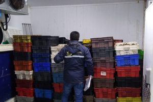 Chiloé: Incautan más de 3 toneladas de erizos de origen ilegal