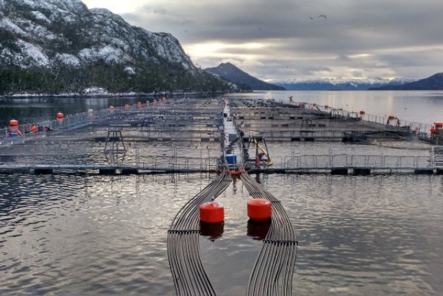 Tribunal declara la quiebra de la salmonera Nova Austral