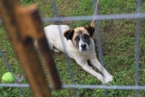 Buscan hogar para mascotas abandonadas en Maipú