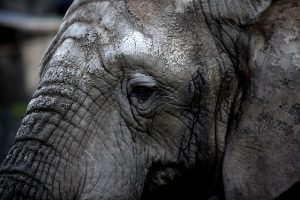 Elefante de Borneo en peligro de extinción