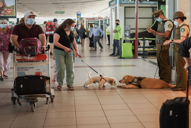 SAG registra 14 mil vuelos con mascotas en el último año