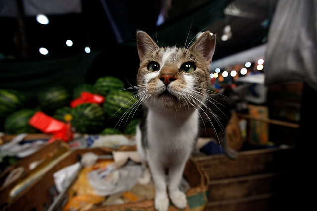 Sorprendente: ¡"Hello Kitty" no es un gato!