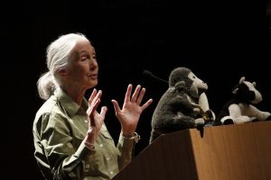 La doctora en etología de la Universidad de Cambridge y ambientalista, Jane Goodall, visitará Chile en agosto para ofrecer una conferencia destacada sobre su extensa investigación con chimpancés salvajes, que ha sido el foco principal de su carrera.
