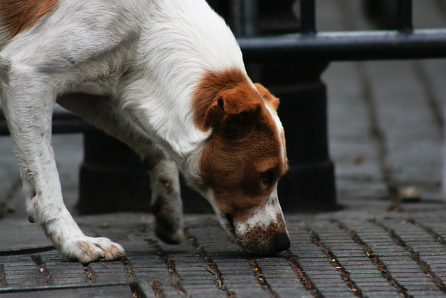 Perros causan el 29% de la depredación del ganado en Chile